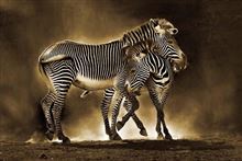 Zebra & Foal