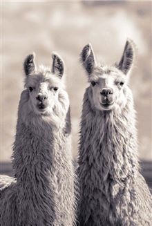 Llamas